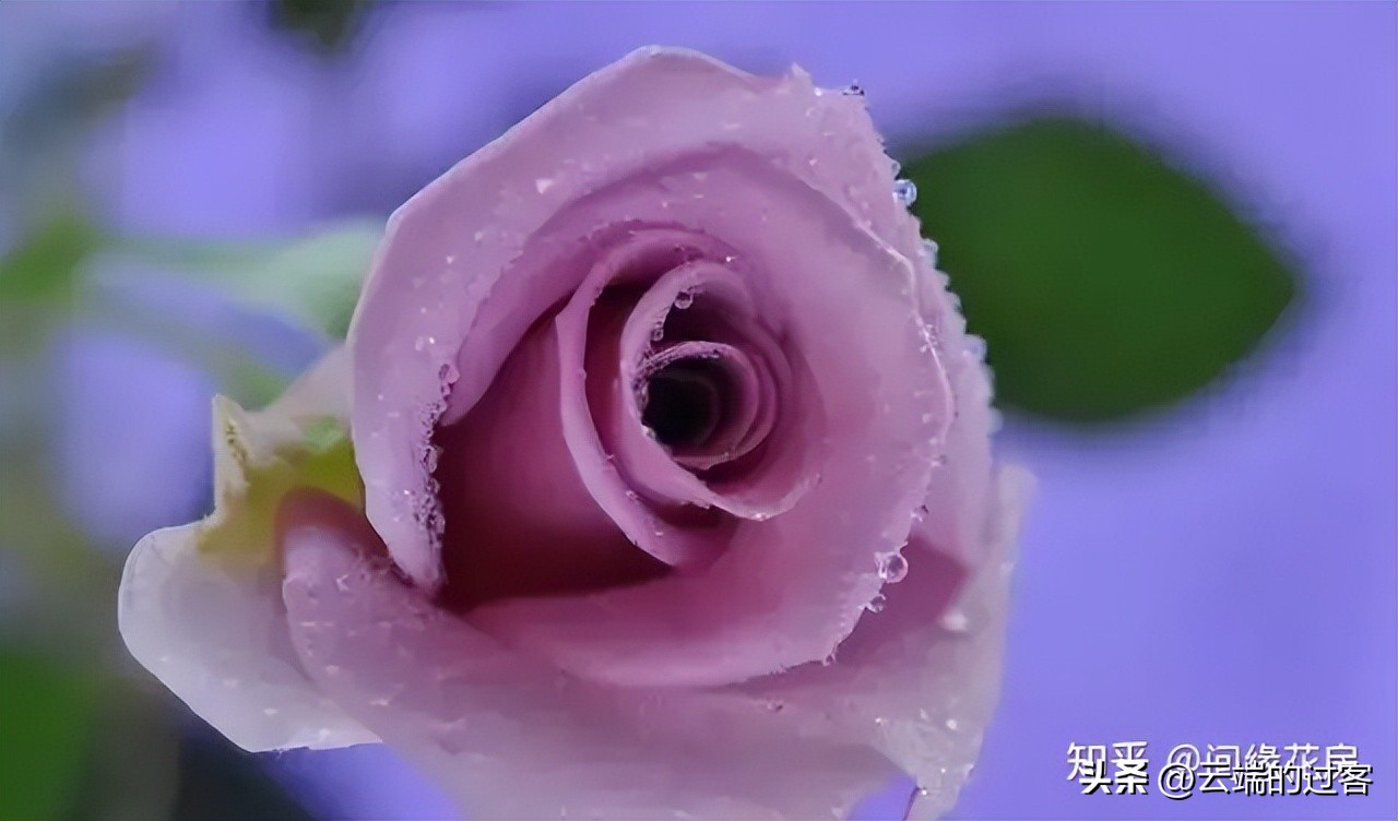 1到99朵玫瑰的含义图片,1到99朵玫瑰花语是什么