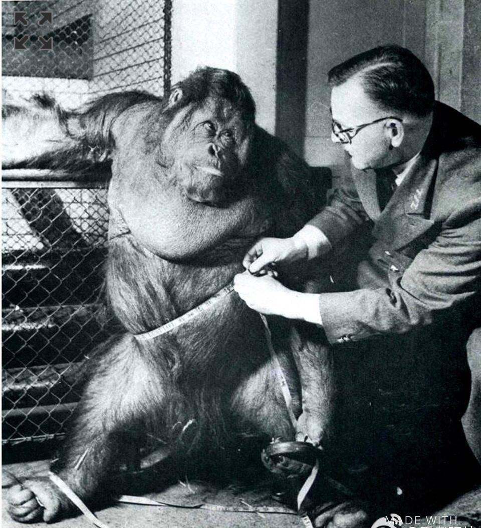 日军兽行：当着男人的面玷污了女儿，临走还残忍割下妻子乳房