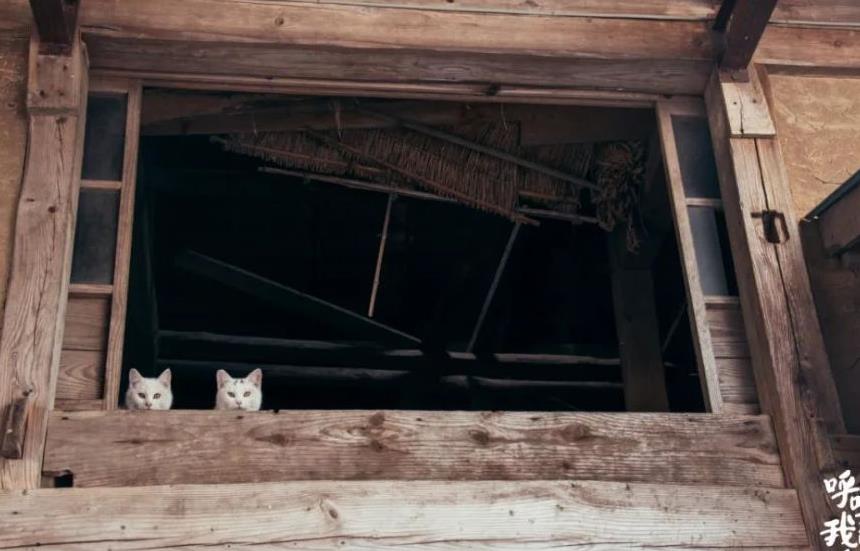 往返福岛11年，他拍下*污染核**区被遗弃的数百个毛孩子故事