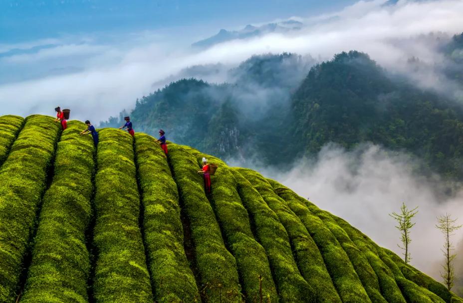 买茶叶谨防包装骗局,买茶叶内幕