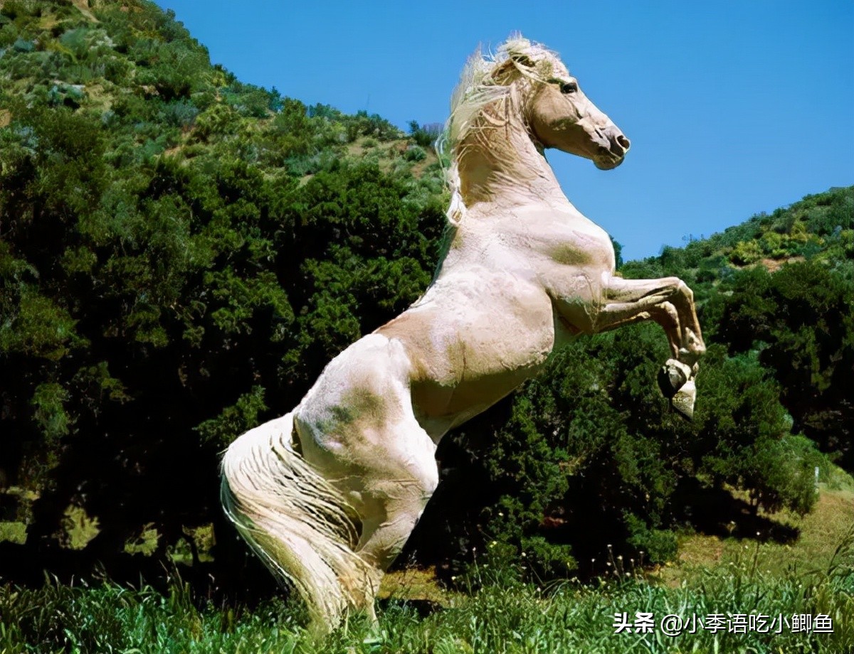 一匹马2000万，有人为它不惜挑起两国战争！真宝马阿哈尔捷金马