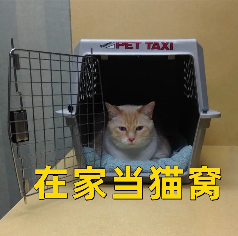 害死猫的网红饰品,盘点那些被人害死的网红猫
