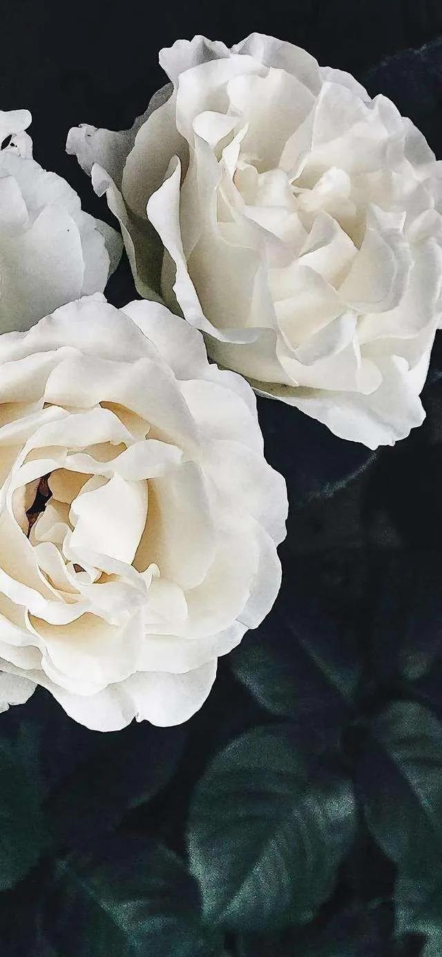 黑暗系的壁纸文字,黑暗色系的壁纸