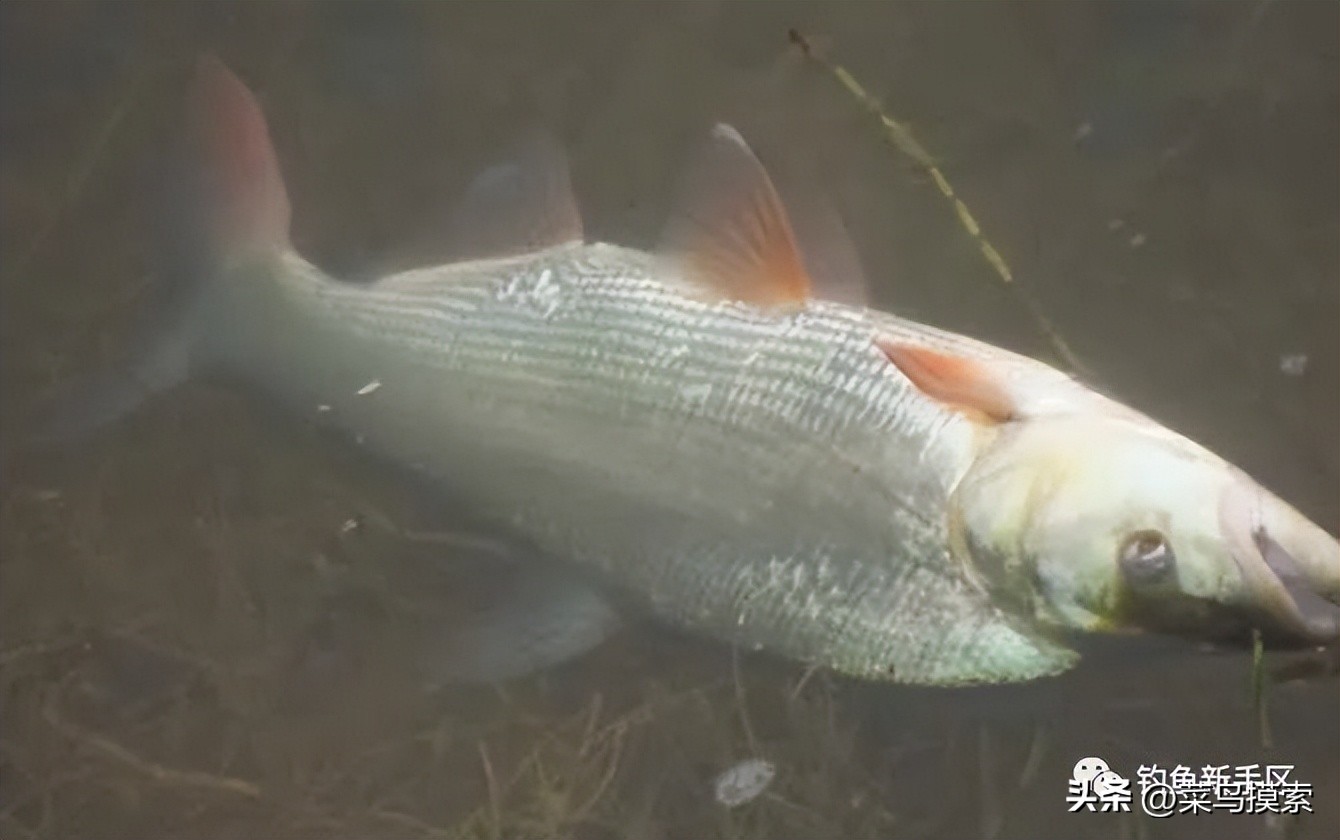 红虫皮筋颗粒怎么挂,红虫皮筋颗粒适合野钓吗