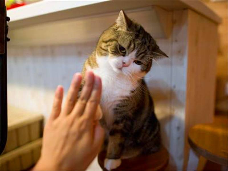 猫咪的一生最重要的事情,猫咪的生命终点