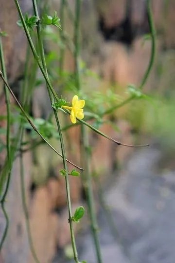 初春最美的十首诗词,春日美景最经典诗词