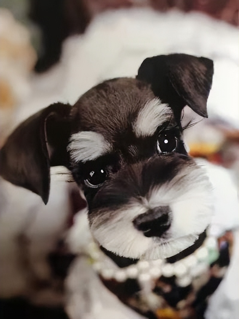 宠物行业人才招聘,派多格宠物店宠物