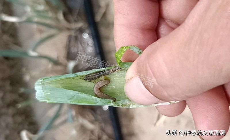 葱管里的虫打什么药效果好,葱管虫怎么治疗最有效