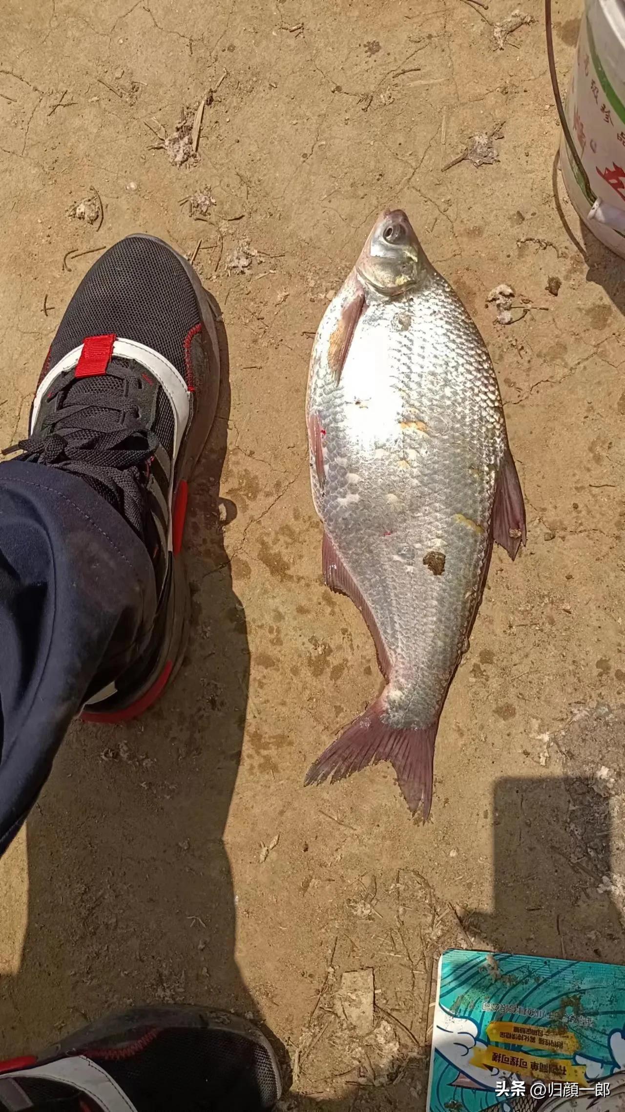 一级竞钓大师是怎么来的,八个特级竞钓大师的技术特点