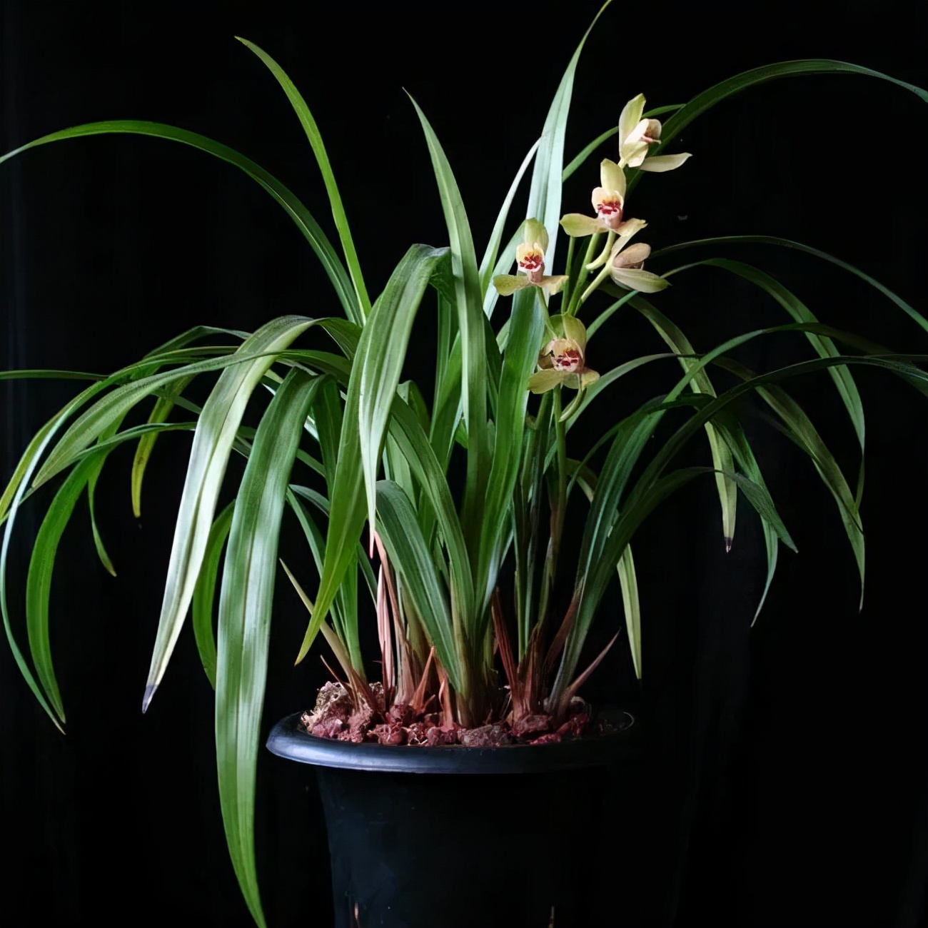 快来看看，兰花的世界真奇妙|壹木星球No.14