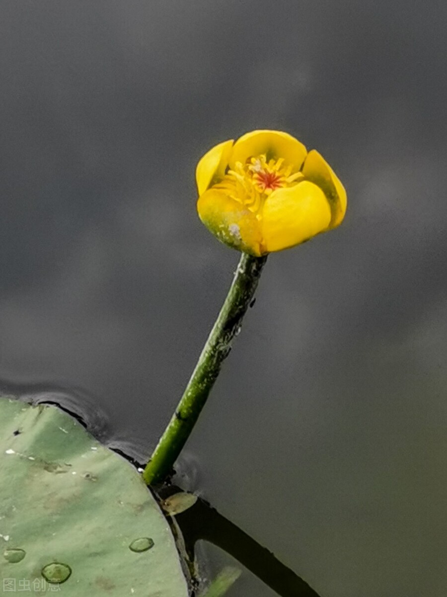 四寸银莲图片欣赏,四寸银莲最新视频