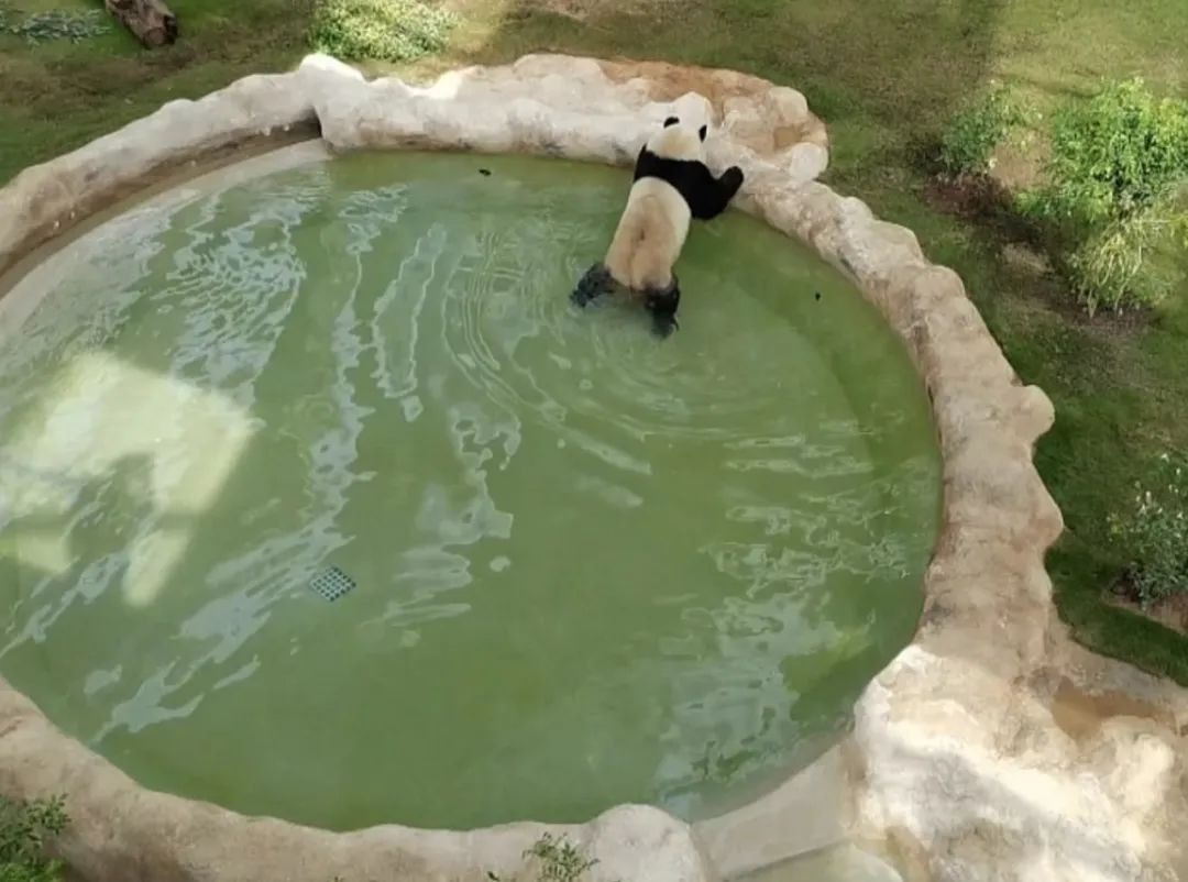 卡塔尔租借熊猫一次成功,卡塔尔为什么租借熊猫