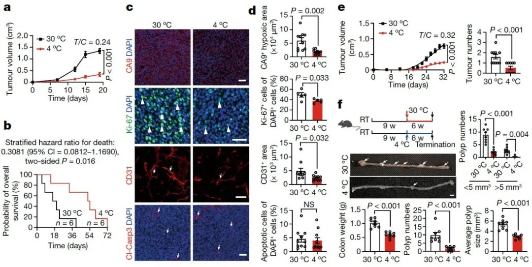 抗癌竟如此简单？《自然》重磅发现：低温激活棕色脂肪，能活活“饿死”癌细胞