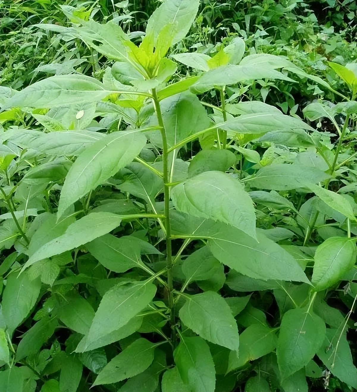 浙江人常吃的蔬菜有哪些,幼儿园常吃的蔬菜有哪些