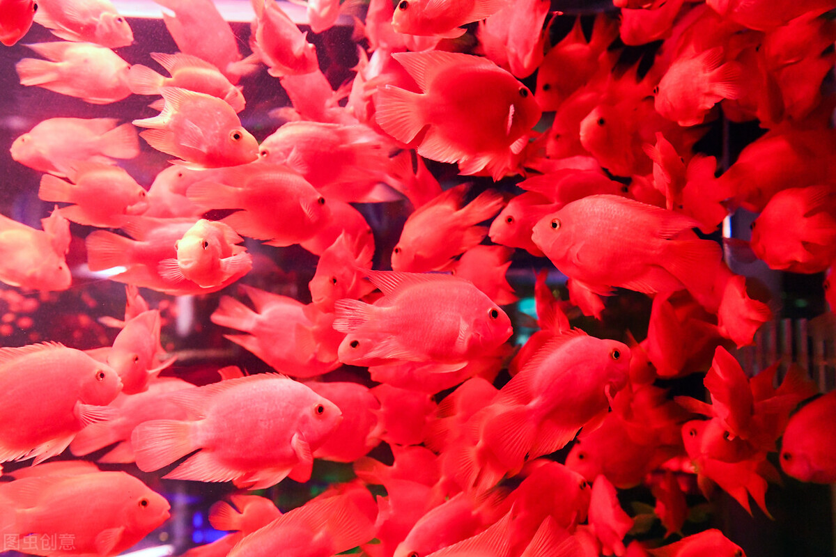 祝福朋友们虎年大吉年年发大财,虎年年年发大财