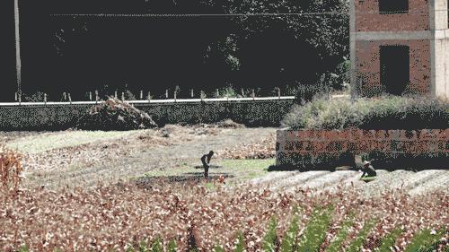 裸辞女教师云南,辞职女教师隐居山村多年