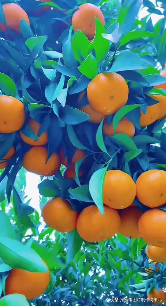 丰富美味的水果壁纸,甘甜适口的美味水果壁纸图片