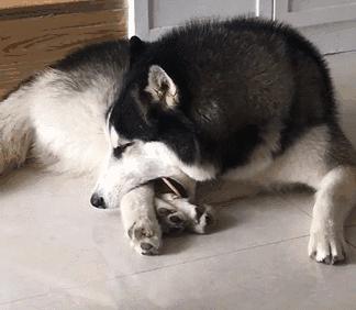 养狗品种推荐大型犬颜值高,北美养狗必备品种狗狗排行