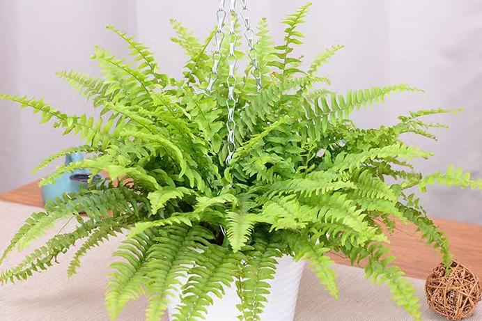 寓意吉祥的花镇宅最吉利的三种花,4种镇宅花家里养一棵霸气又镇宅