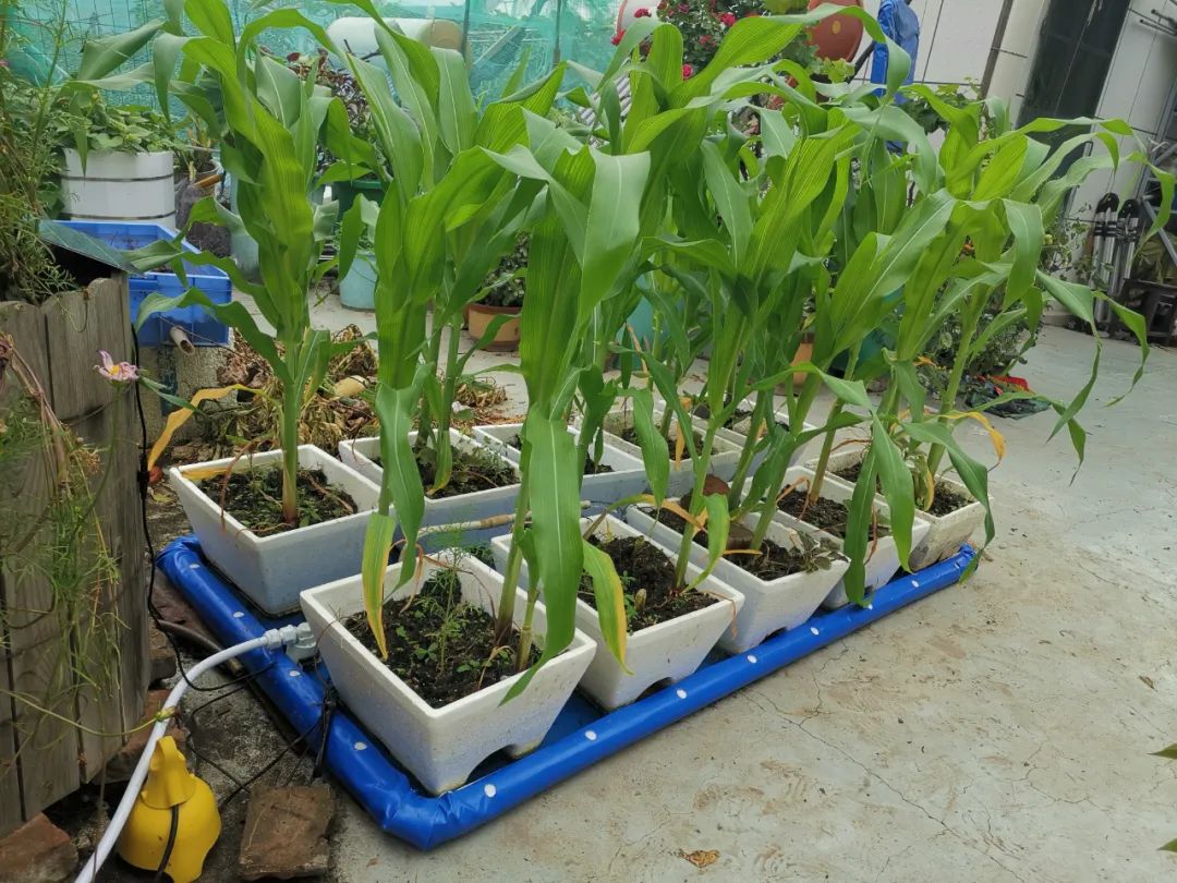 浅池二培,浅池厌氧