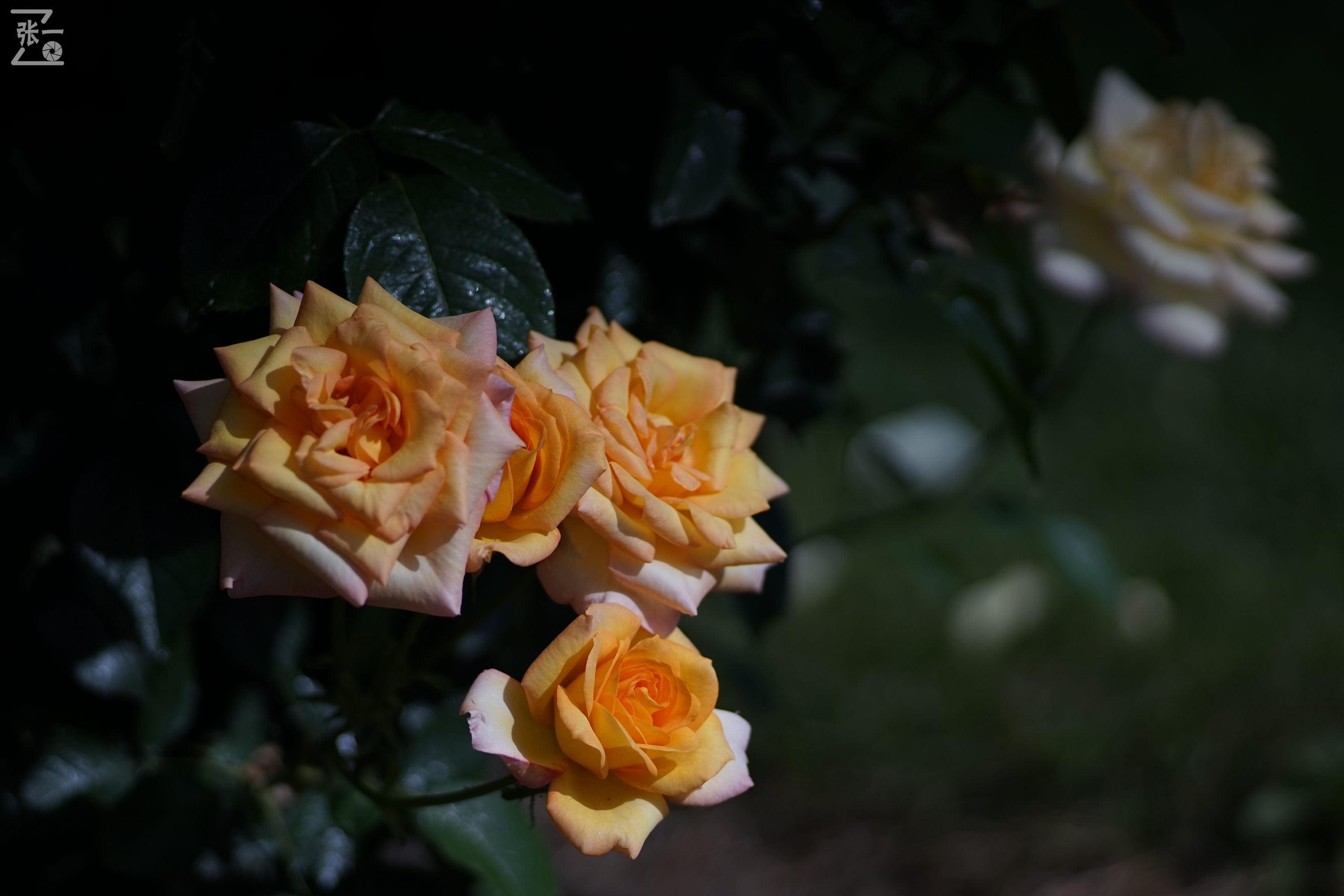 蔡司sonnar50毫米,蔡司sonnar镜头生产年份