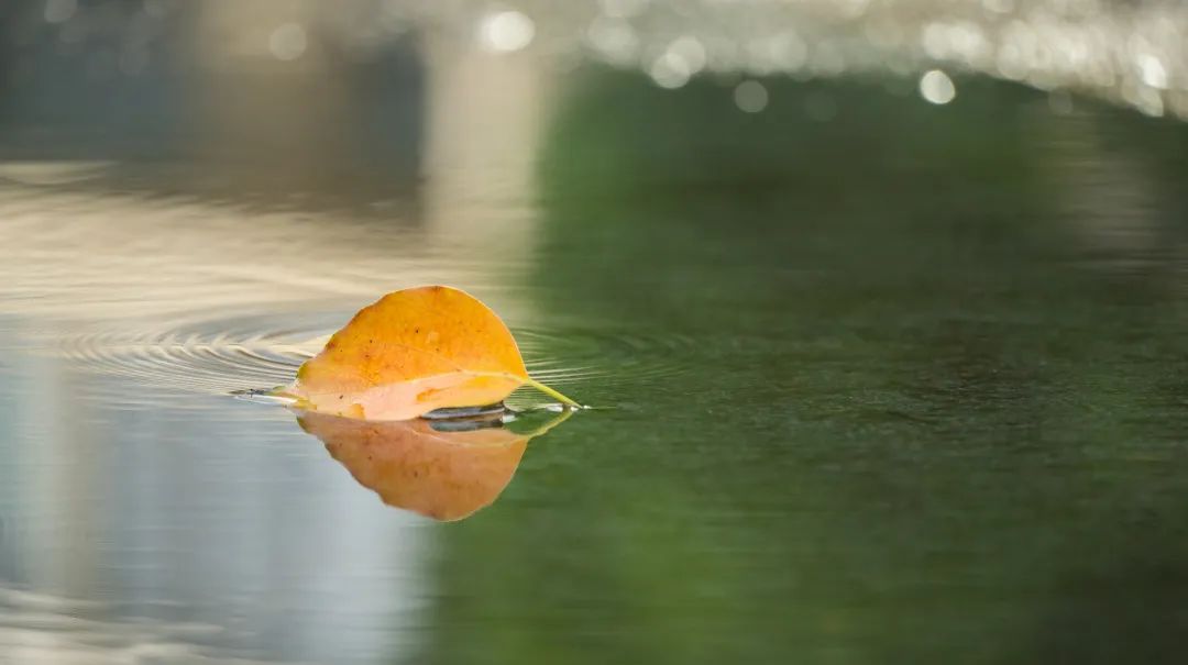秋雨|江虹明远饮,峡雨落馀飞