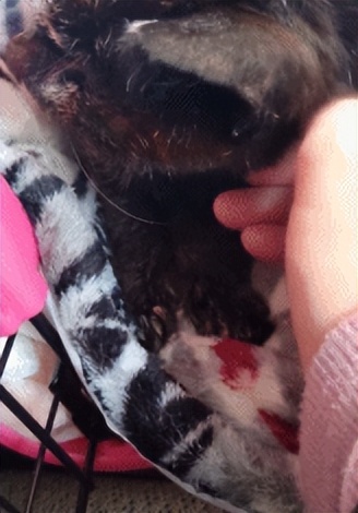 最长寿猫咪死亡,世界上最长寿的猫咪去世