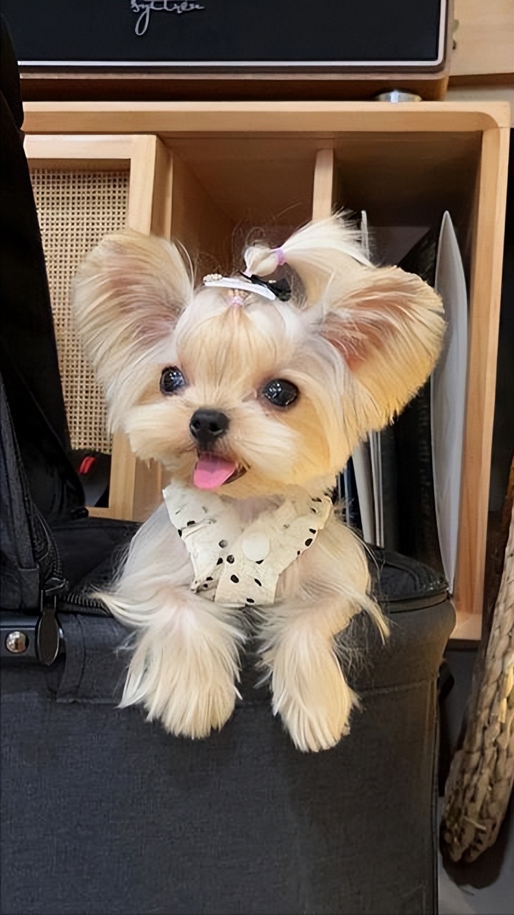 哪种狗寿命长好养活又好养,最值得被饲养的7种狗好养又不贵