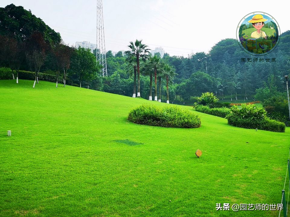 疏林草地的作用,疏林草地效果图