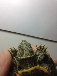 防止乌龟腐皮腐甲的方法,红茶可以治疗乌龟腐皮吗