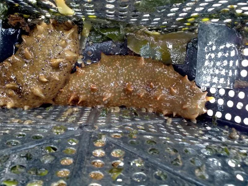 如何选择海参养殖方法,野生海参和人工养殖海参有啥区别