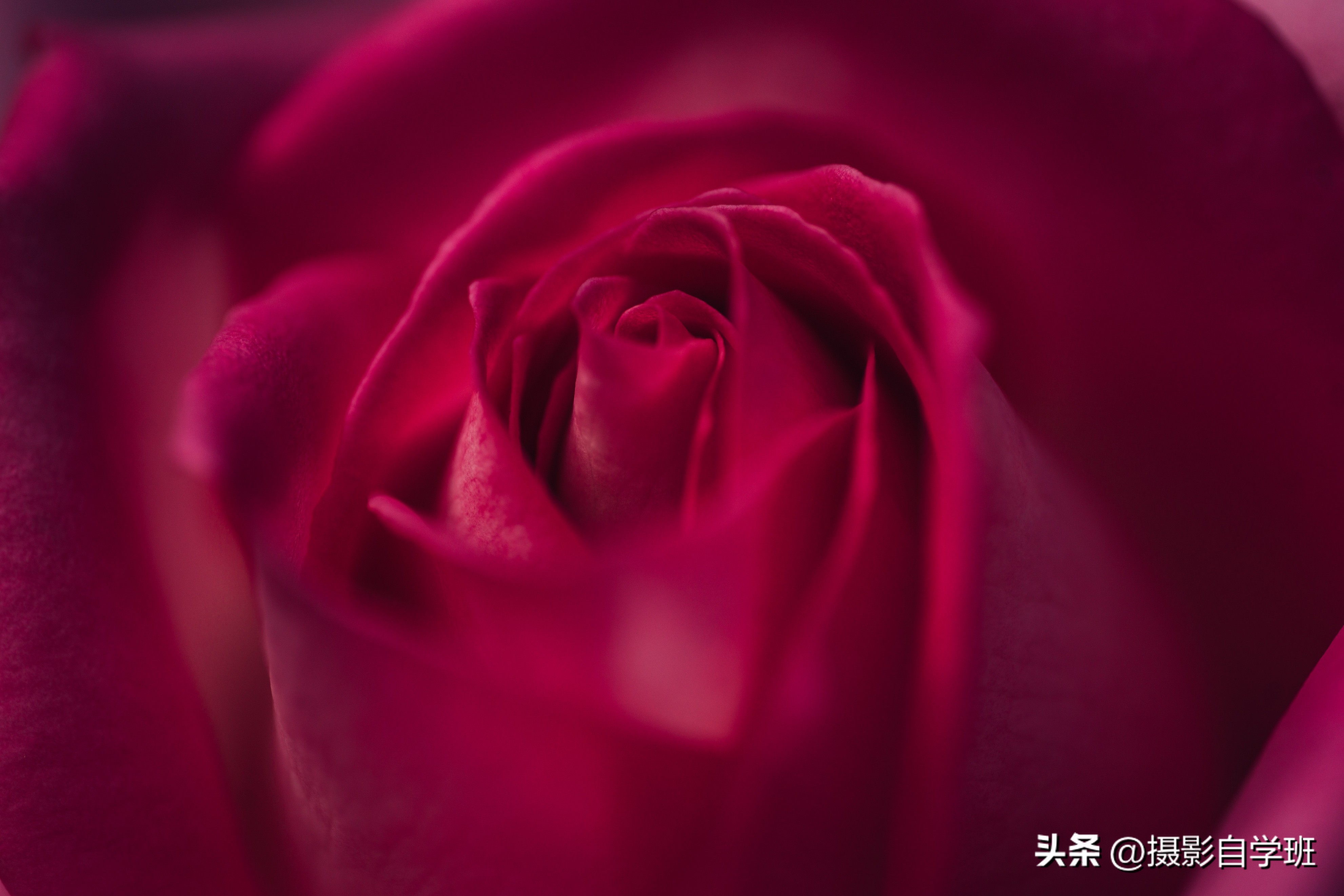 6月份月季什么情况打花苞,6月份的月季花