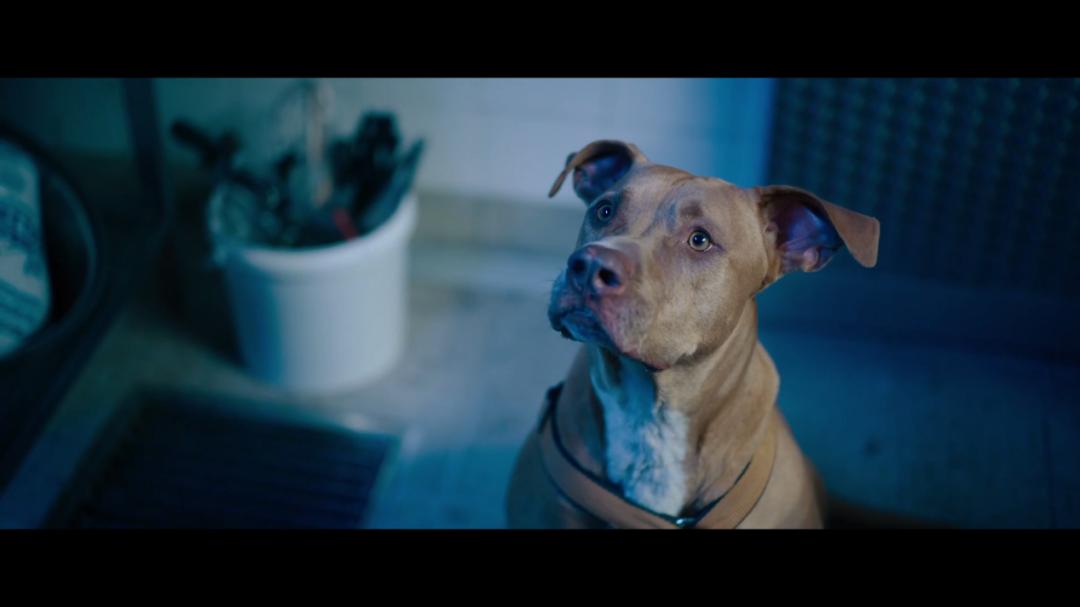 一黑到底、尺度炸裂，这种片子太有意思了