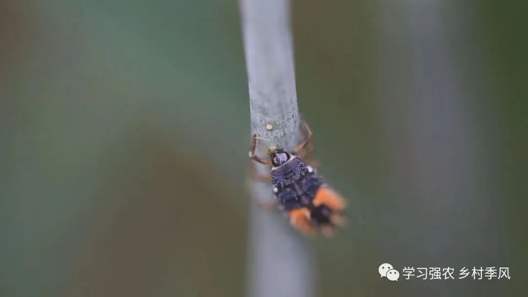 蚜虫吃绿虫,麦田蚜虫用什么药效果最好