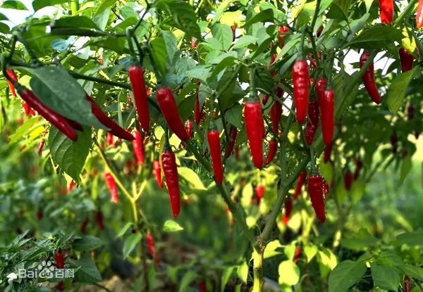 最辣的辣椒全球,全球超辣辣椒