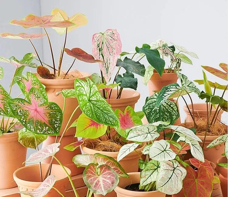 一年四季开花好养的植物吸甲醛,吸甲醛净化空气的花草