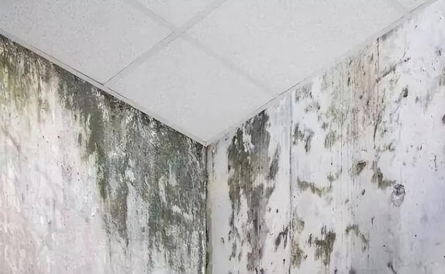 墙上发霉怎么处理才会有霉菌,墙壁上的霉菌霉斑