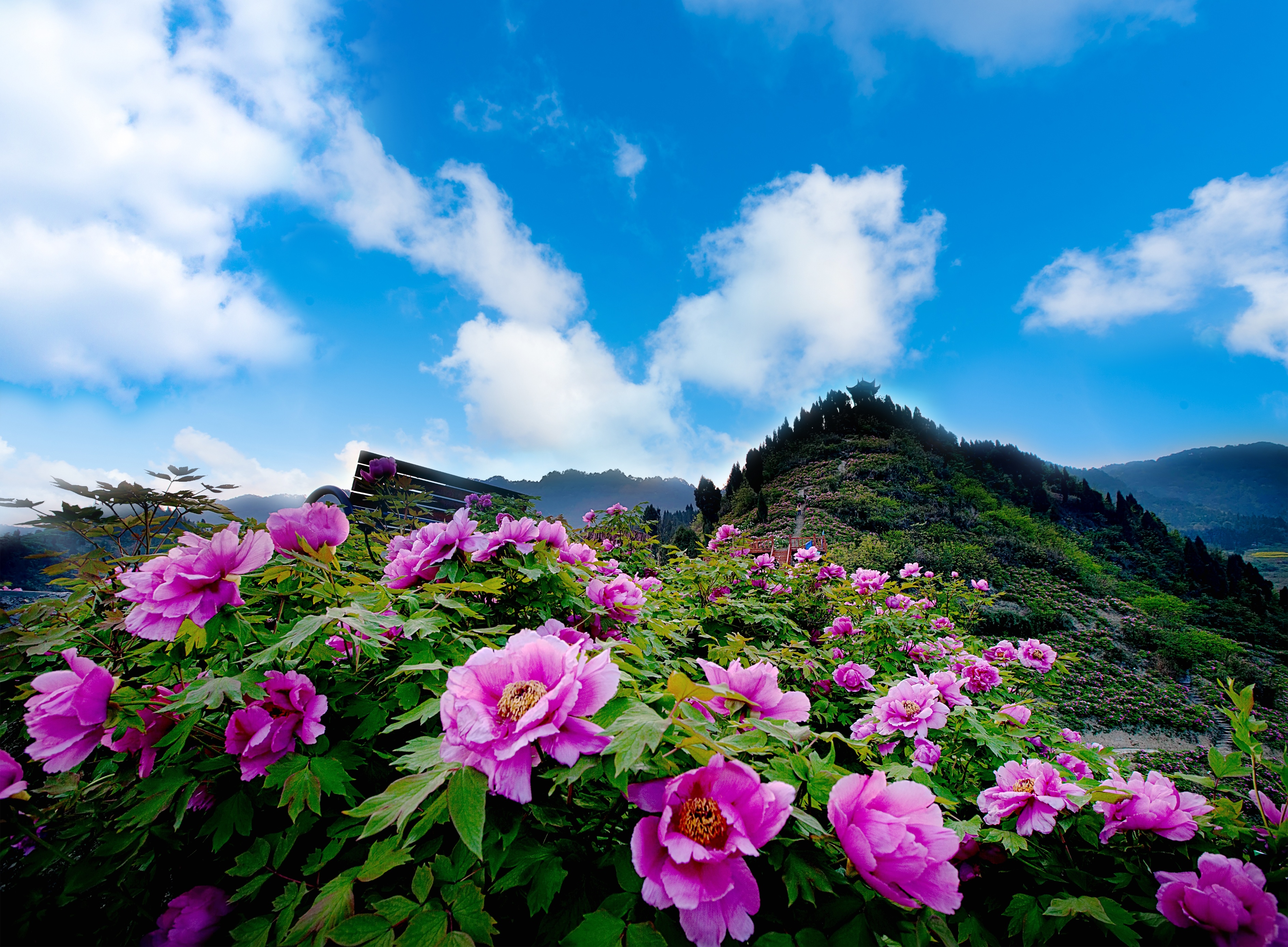 垫江2024马拉松全马现场直播,垫江马拉松2024直播