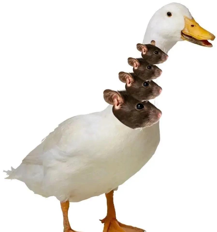 江西工业职业技术学院鸭脖纪录片,江西高校鸭脖事件新闻评论