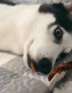 经典沙雕搞笑对话语录,最沙雕的幽默语录