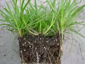 放牧强度对百喜草变草响应的影响