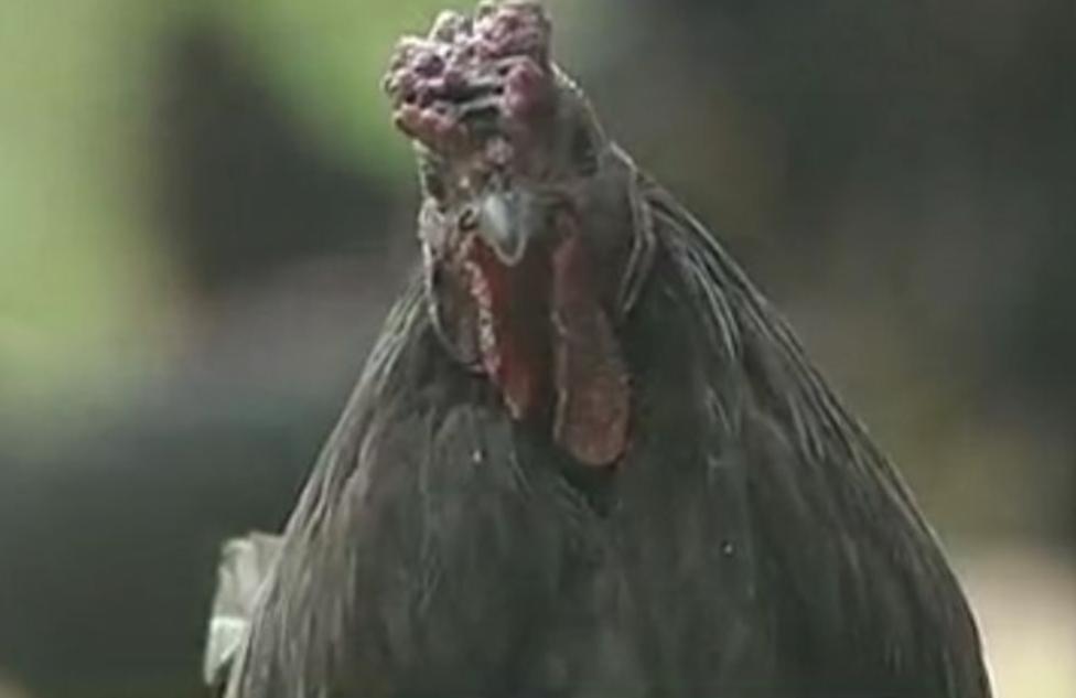 四川富翁刘文均：百万家产给前妻自己住进深山，养黑鸡年入400万