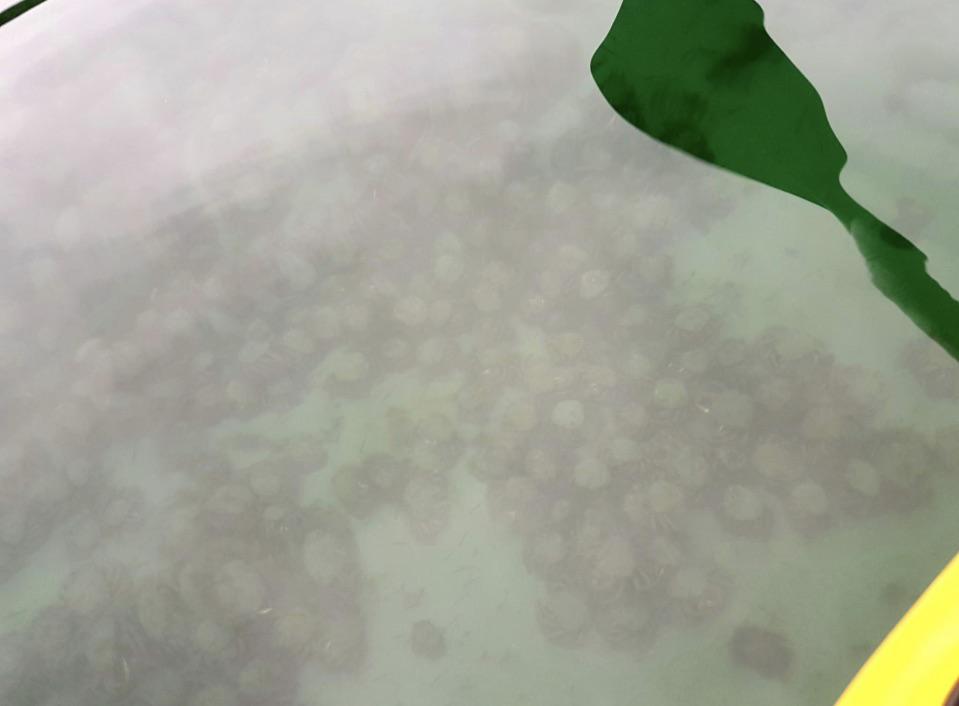 海洋巨蟒真实照片大全,海洋巨蟒真实图片大全