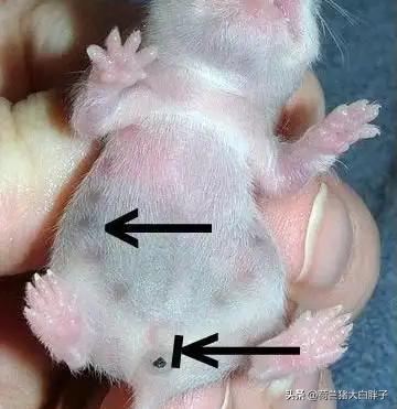 仓鼠怎么养,仓鼠怎么分辨公母看耳朵图解