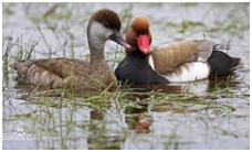 鸟类在分类学中统称为什么,鸟纲分类总表