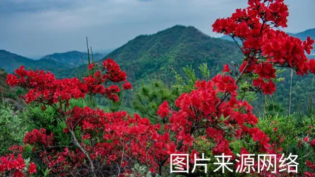美丽的映山红美景,美丽的映山红原唱视频