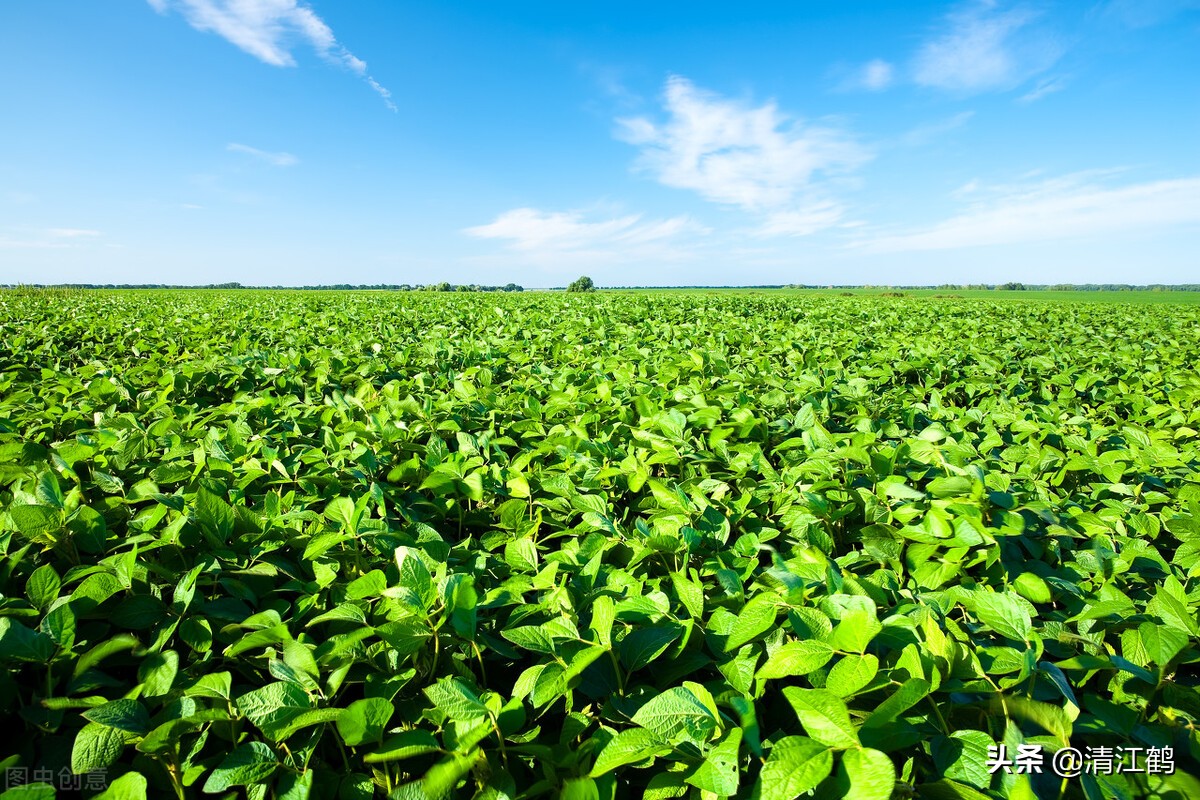 豆类地能用什么除草剂,豆类除草剂配方大全