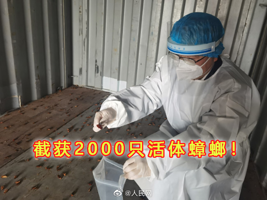 5000只蟑螂入境被查获,2000只活体蟑螂入境
