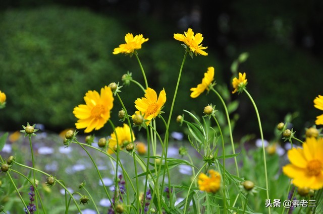 女作家去做保姆婚姻真相,女作家去做保姆这些年