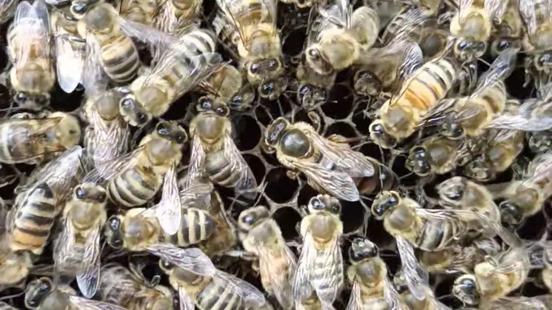 蜜蜂增群最快的方法,如何让蜜蜂弱群快速造脾